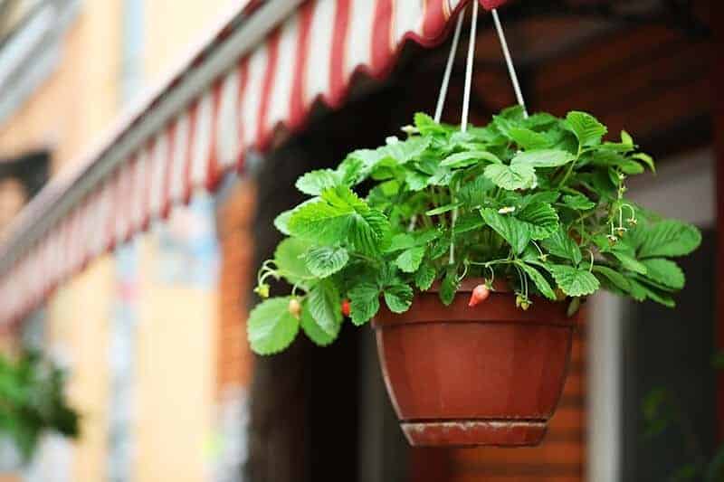 Hanging Planter