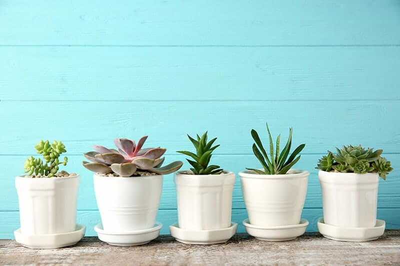 Plant Pots