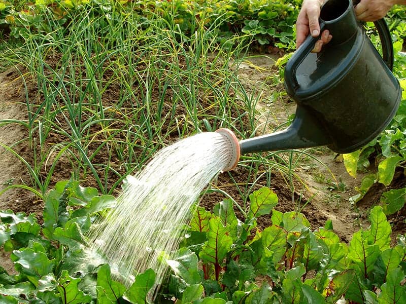 Watering Can