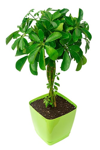 hawaiian umbrella bonsai (Schefflera arboricola)