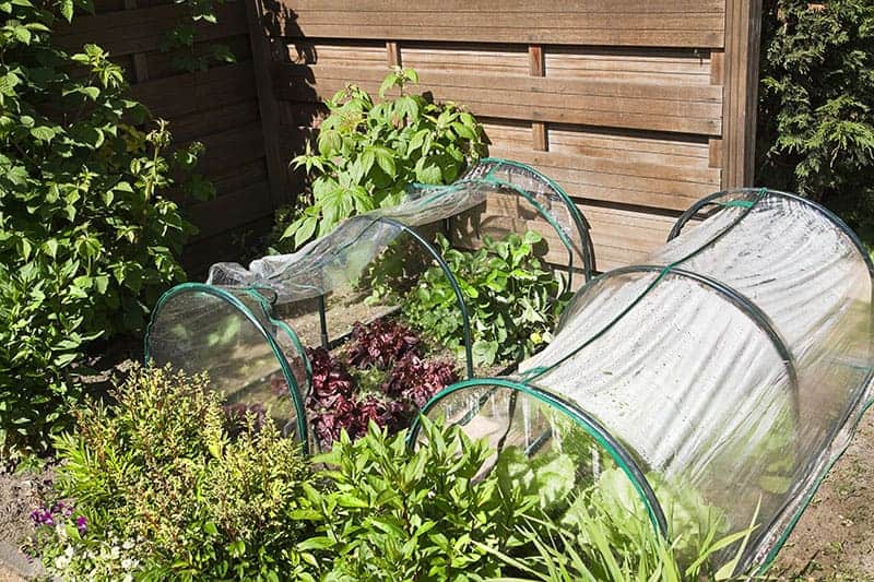 Protective Polytunnel