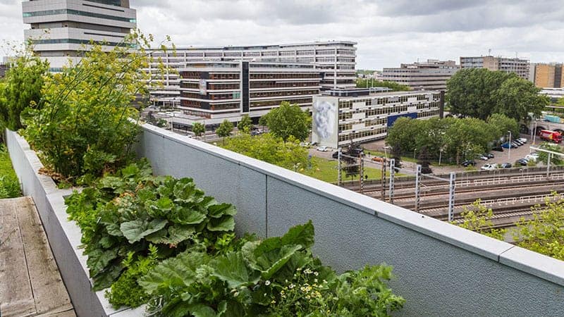 Rooftop Garden