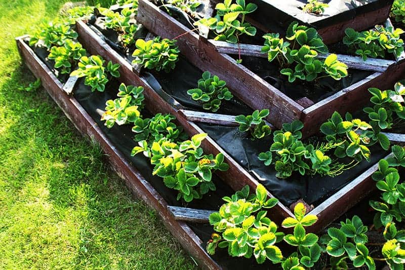 Tiered Herb Garden