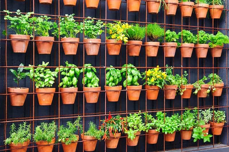 Vertical Gardening