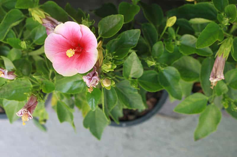Tropical Hibiscus Buying Growing Guide Trees Com