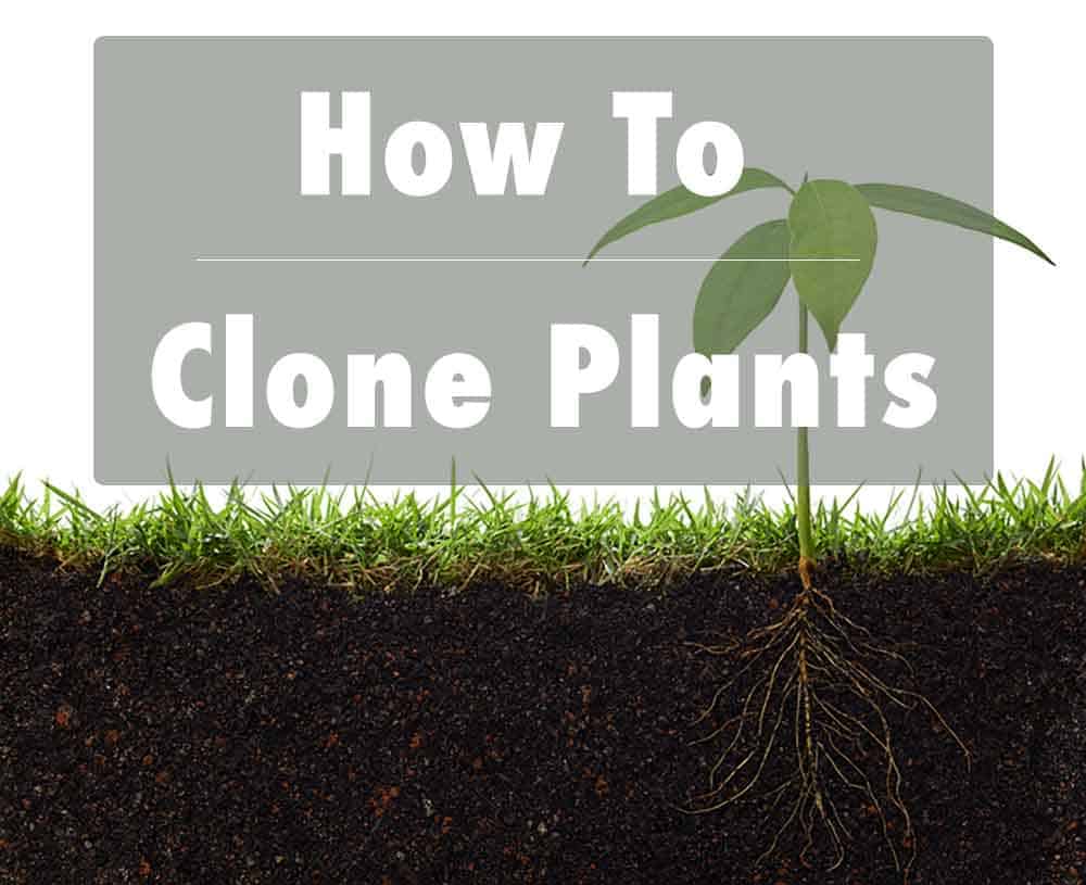 How to clone plants