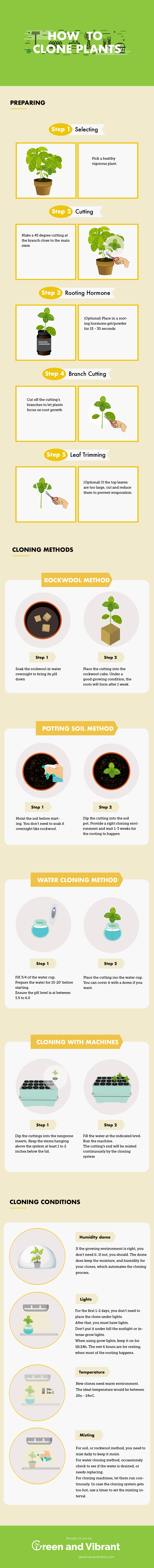 plant cloning process