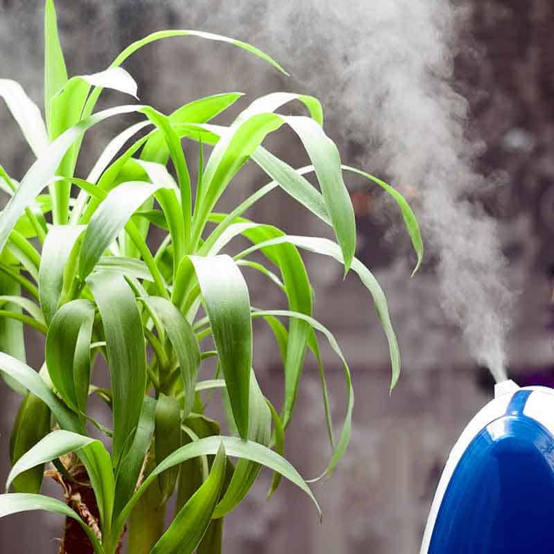 Plant Humidifier