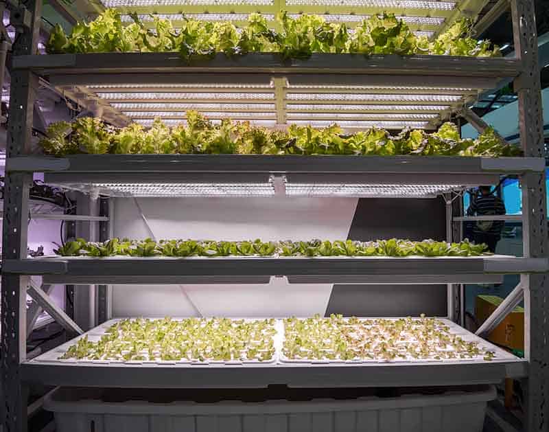 Hydroponic Aquaponic Plants