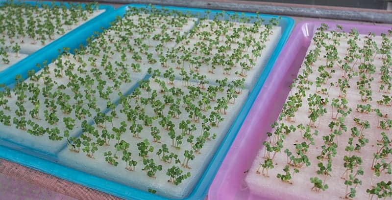 Hydroponic grow tray