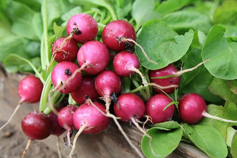 Radishes