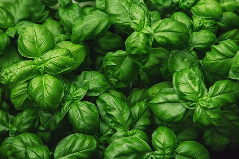 Hydroponic Basil