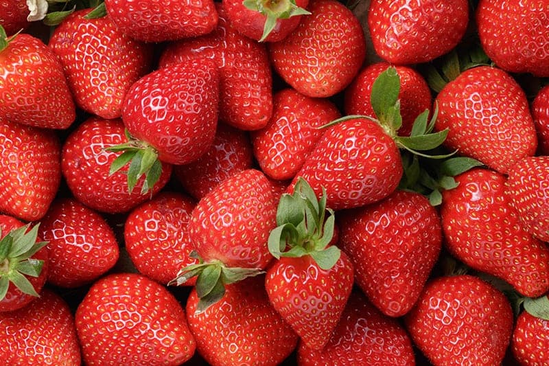 Hydroponic strawberries