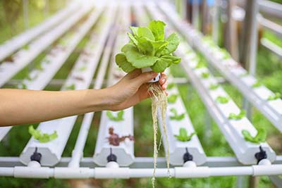 Hydroponic Gardening