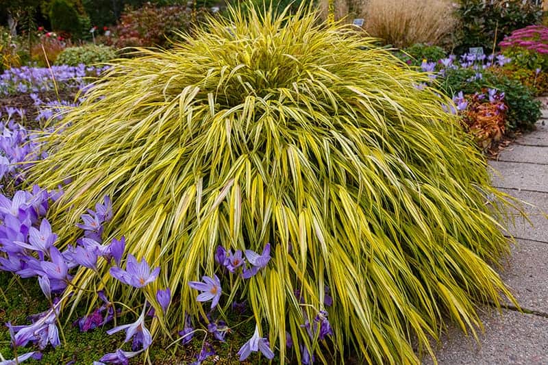 Hakone Grass