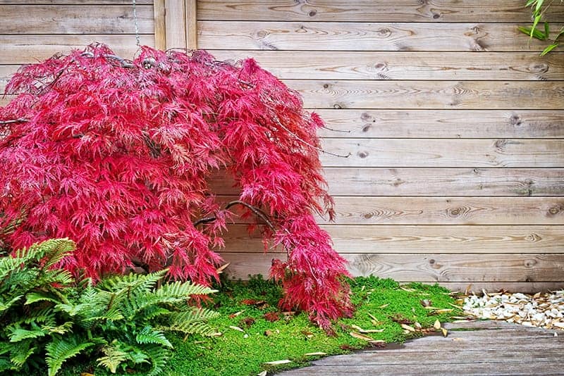9 Best Plants For A Japanese Garden, Japanese Garden Container Plants