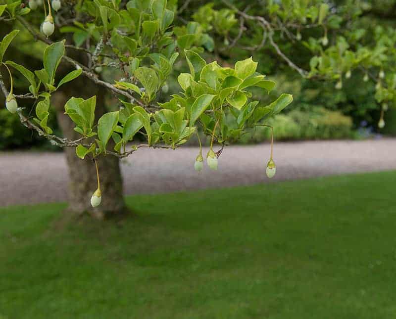 Japanese Snowbell