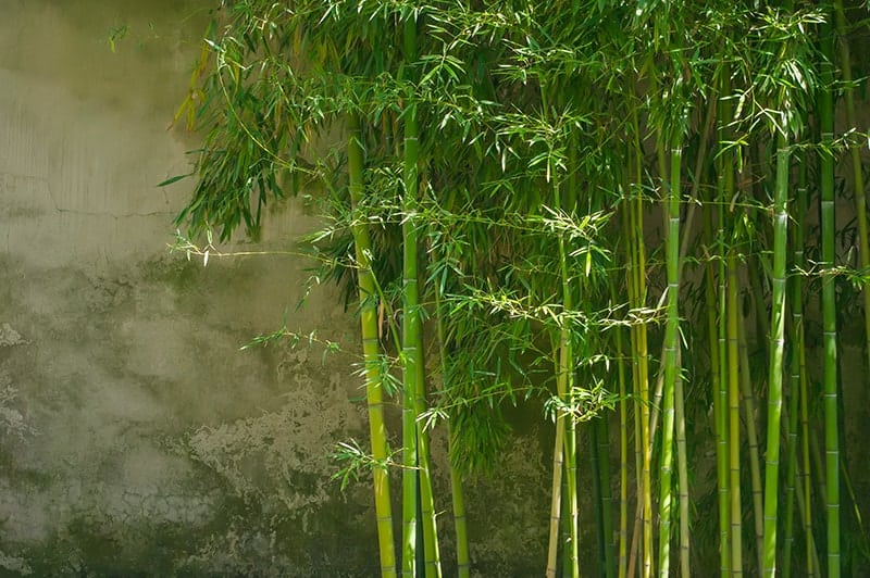 Japanese Timber Bamboo