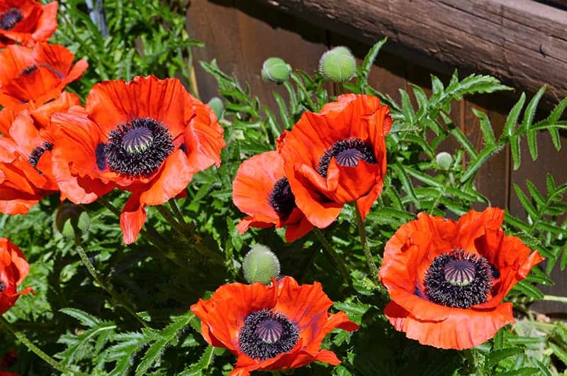 Oriental Poppy