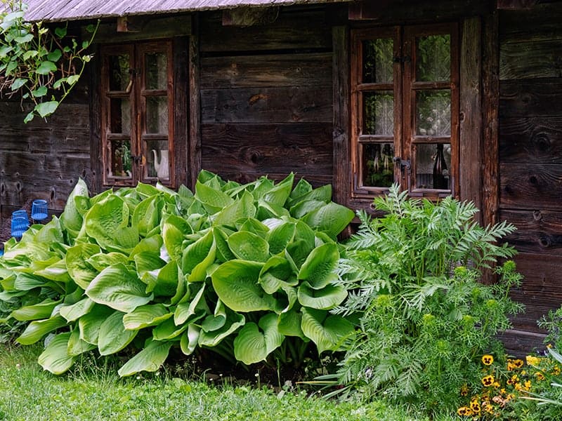 Plantain Lily