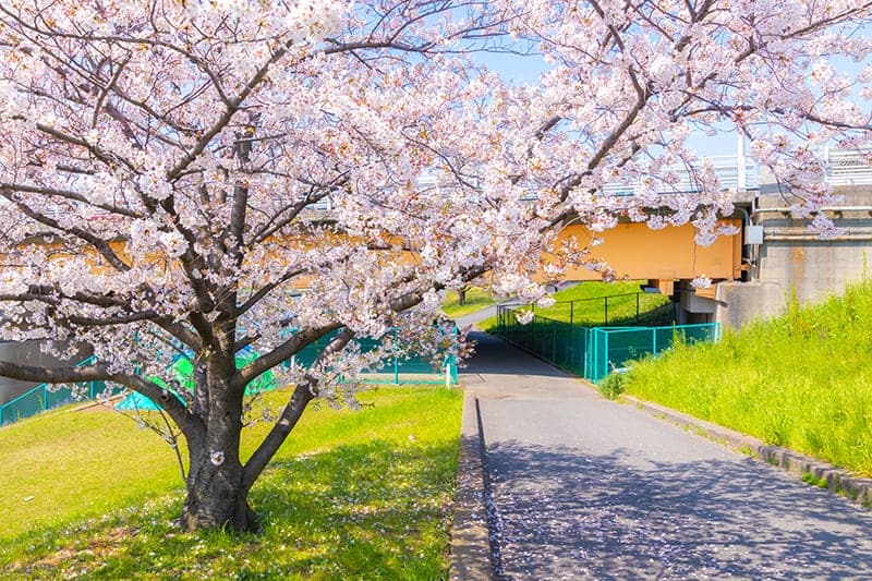 Yoshino Cherry Tree