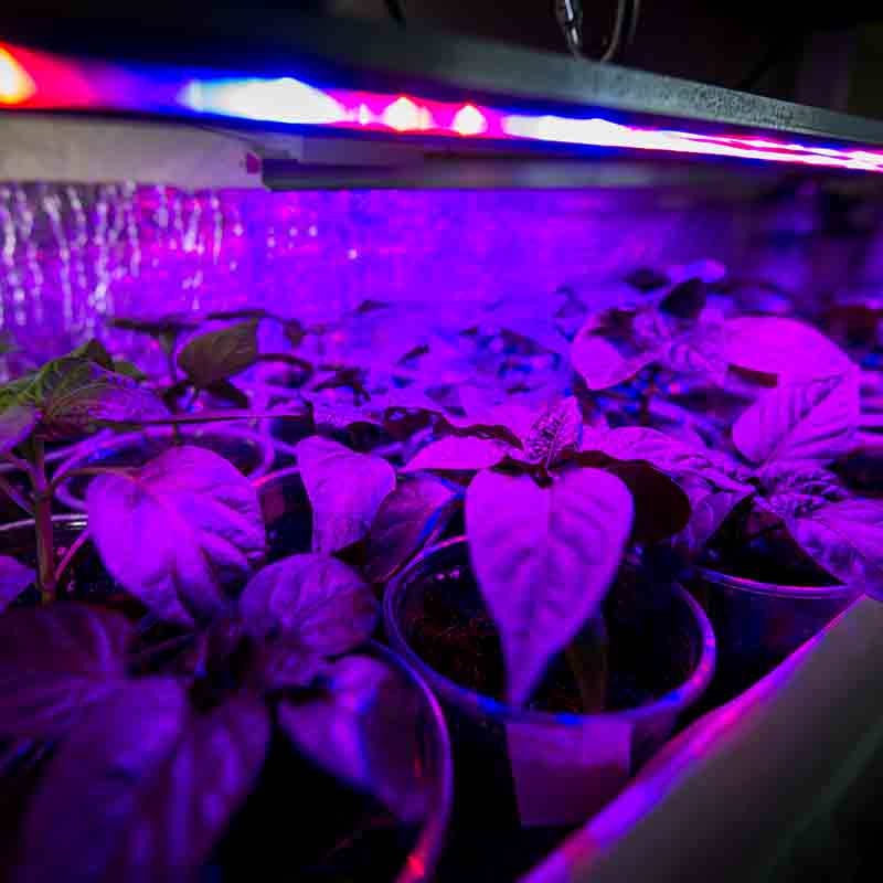 150W Led Grow Light Full Spectrum Lamp Tube For Hydroponics Indoor Plant Flower