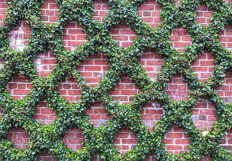 Lattice Against Brick