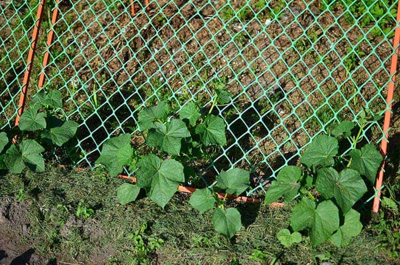 Metal Lattice for Home Grown Crops