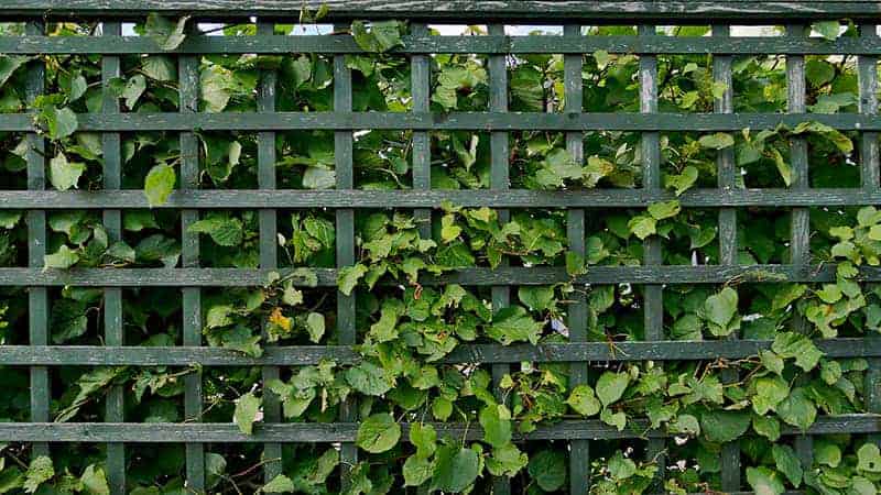 Trailing Foliage Trellis