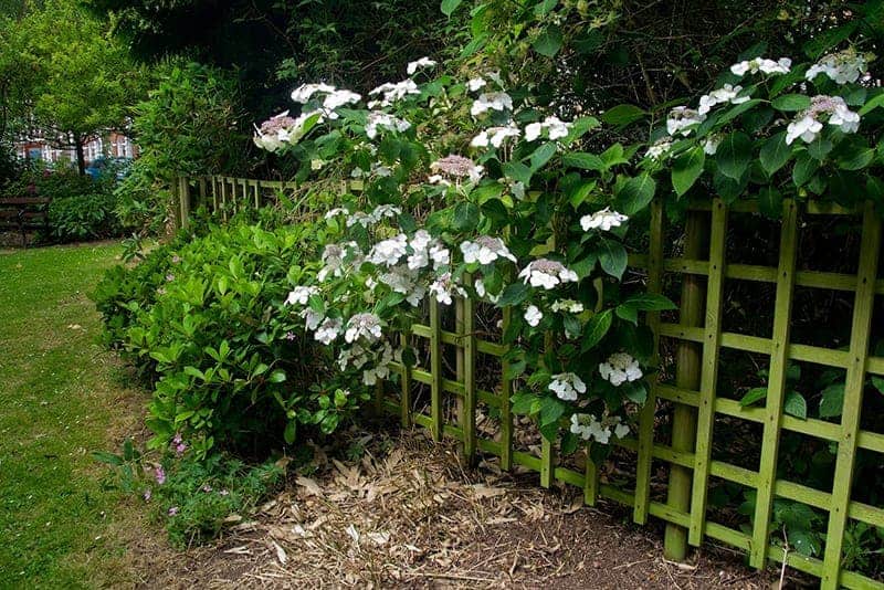 Wide Lattice Fence