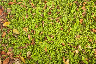 Lawn needs sweeping