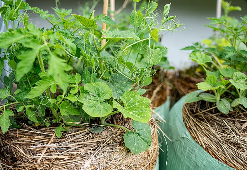 Leafy greens are very easy to grow in a straw bale setting