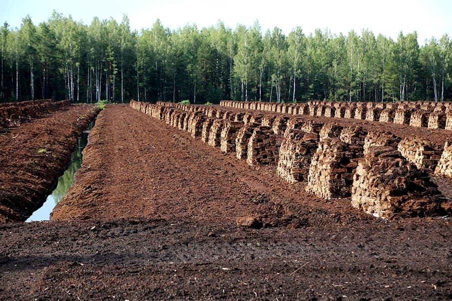 What is Peat Moss What is it used for Trees