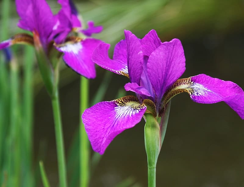 Bearded Iris ( Iris x germanica)