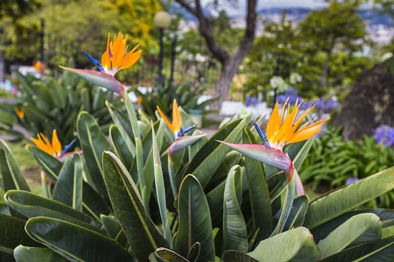 Bird Of Paradise (Strelitzia)