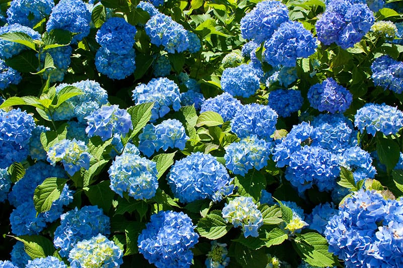 French Hydrangea - Hortensia