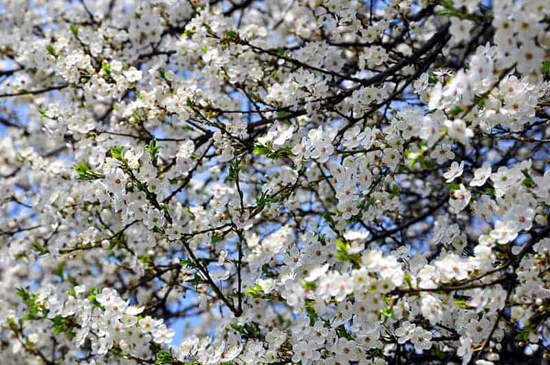 Japanese Cherry Blossom