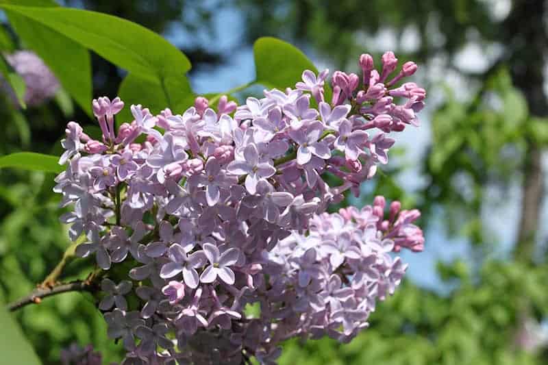 Lilac (Syringa vulgaris)