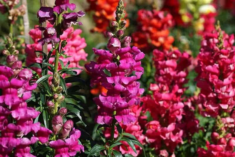 Snapdragons (Antirrhinum)