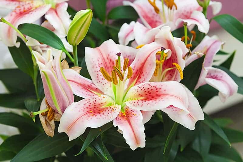 Stargazer Lily (Lilium orientalis 'Stargazer')