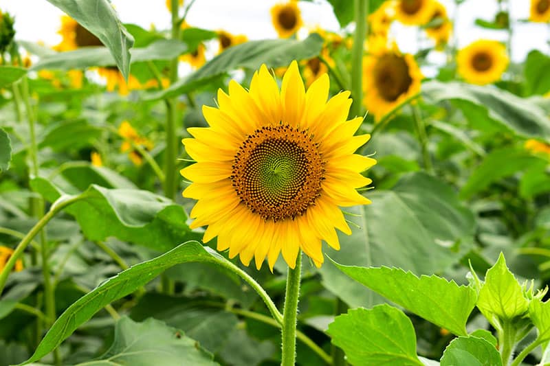 Sunflower (Helianthus annuus)