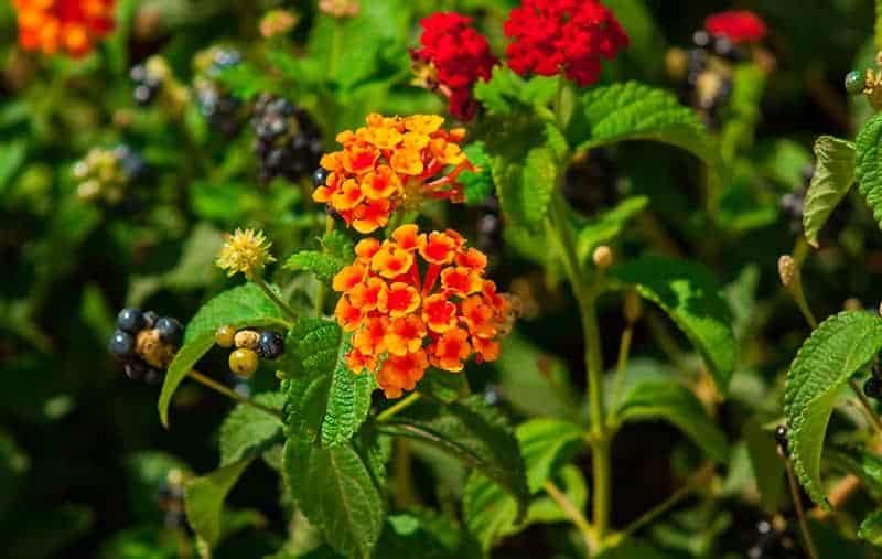 Lantana