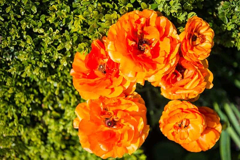 Buttercup (Ranunculus sp.)