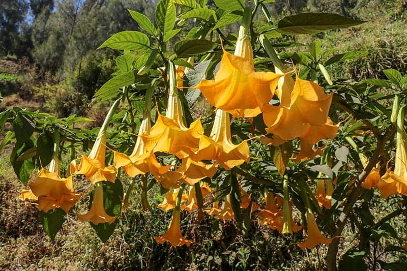 Angel's Trumpet