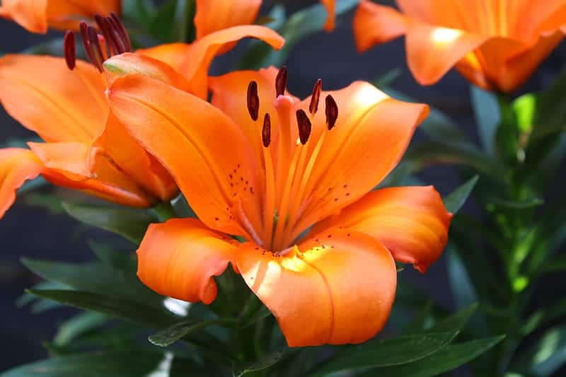 Asiatic Lily