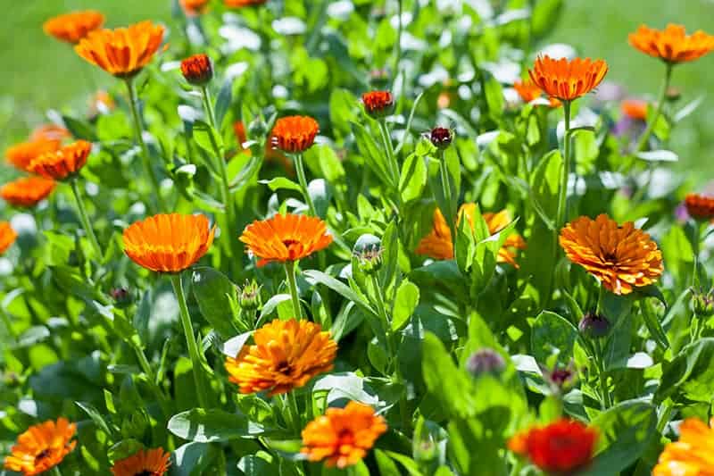 Common Marigold