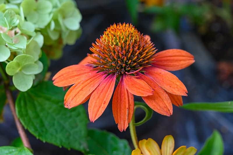 Coneflower