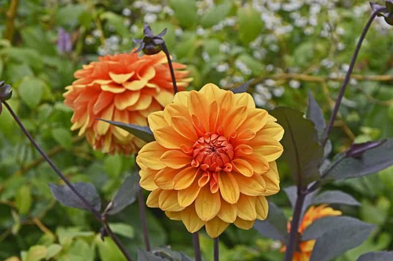 David Howard Dahlia