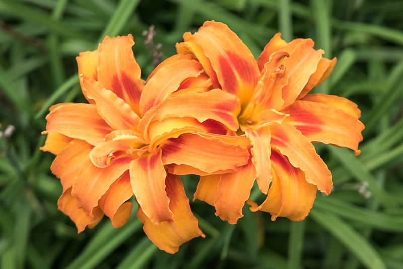 Double-Yellow Daylily
