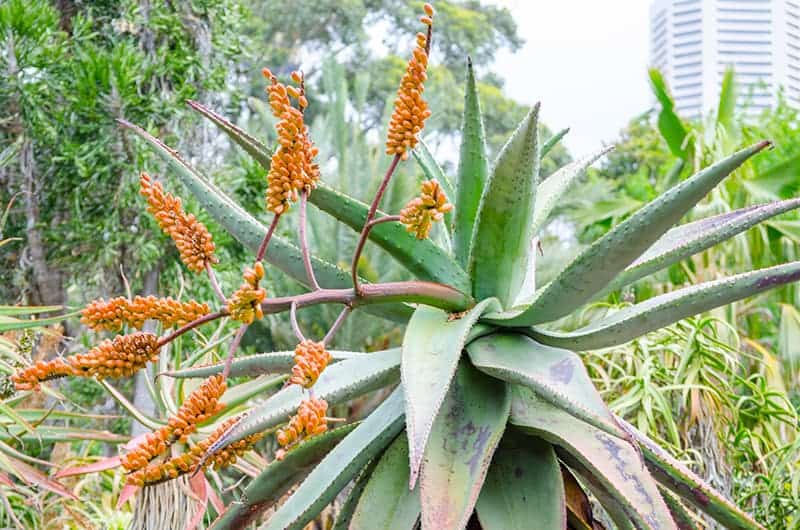 Mountain Aloe